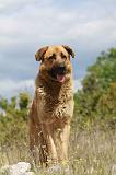 KANGAL 056
